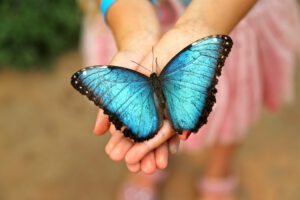 Benalmadena Teleferico, Puerta Marina & Butterfly House