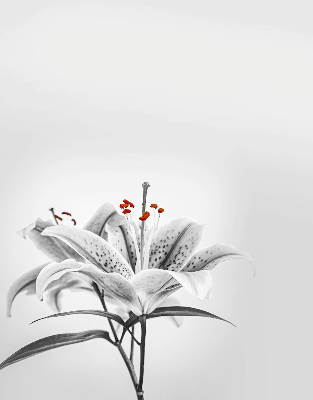white flower with green leaves